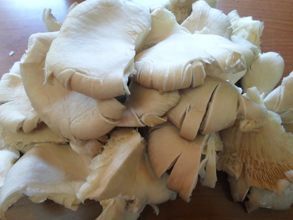 pleyrotous sxaras